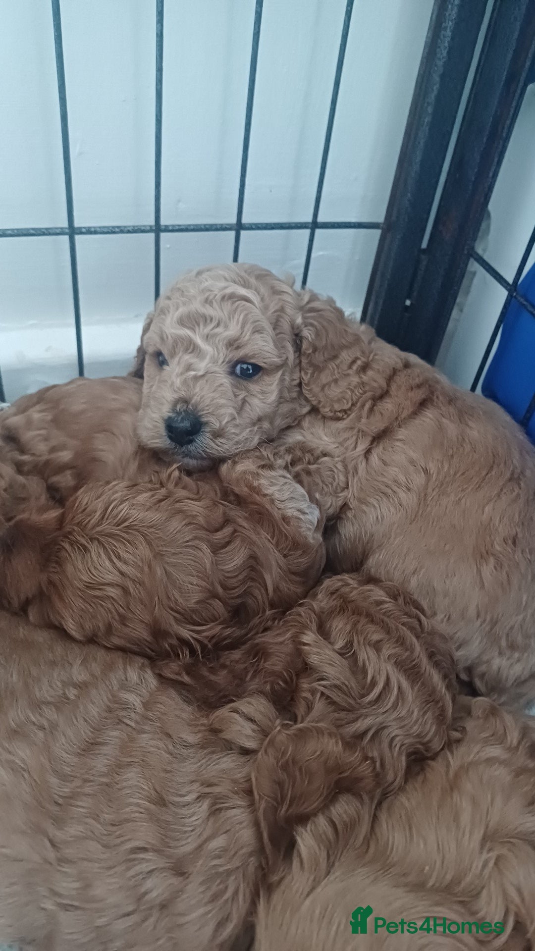 Cockapoo dogs for sale: 3 beautiful cockapoo boys - Image 13