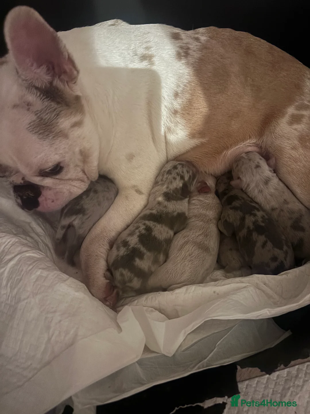 Mixed Breed dogs for sale: Two beautiful French bulldog cross pocket bully   in Crowborough - Advert 2