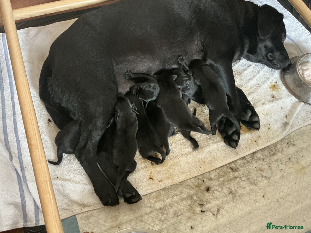 Labrador Retriever dogs for sale: KC registered Black Lab pups - Image 12