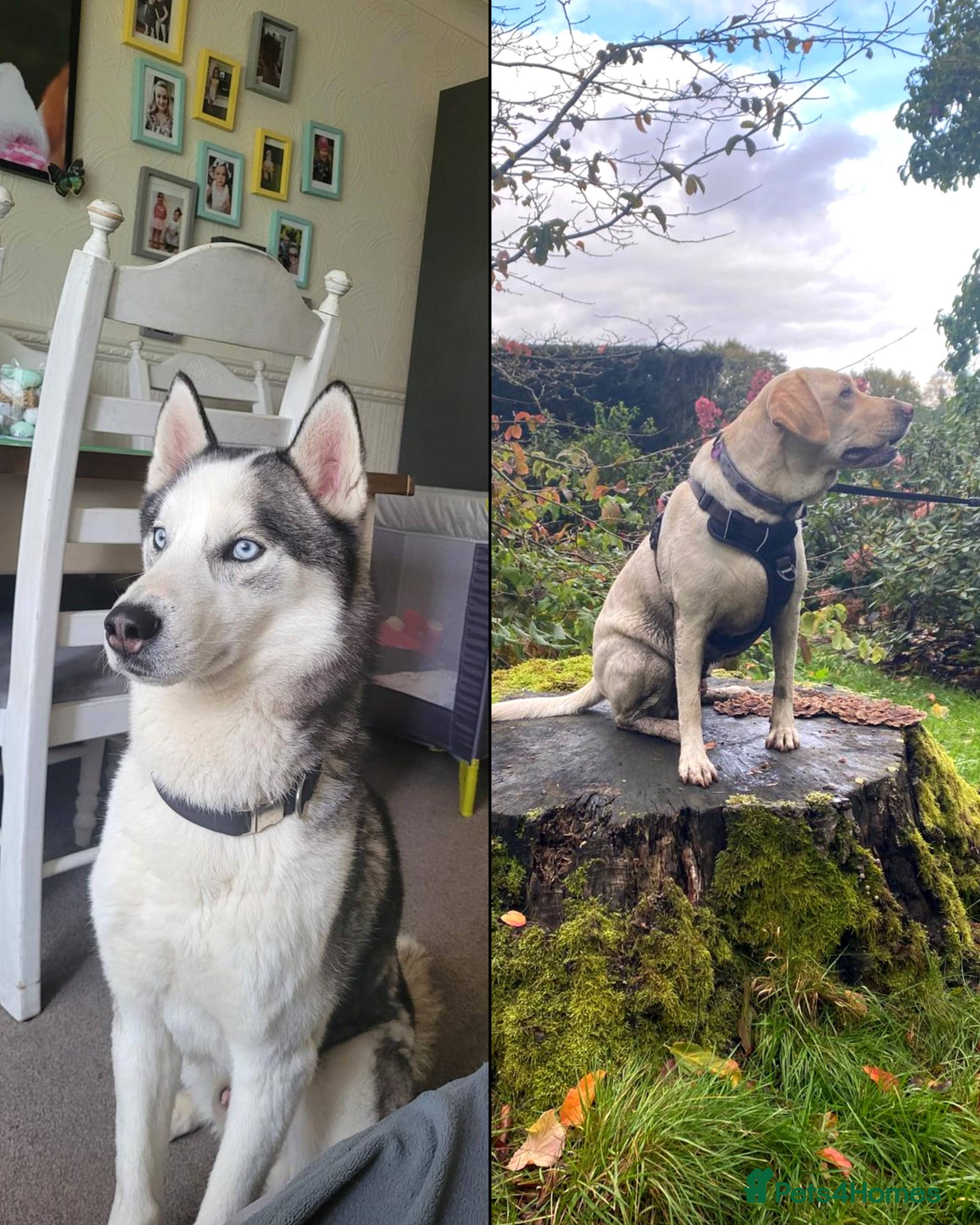 Mixed Breed dogs READY TO GO Unique Labrador and Husky female puppy - Advert 2