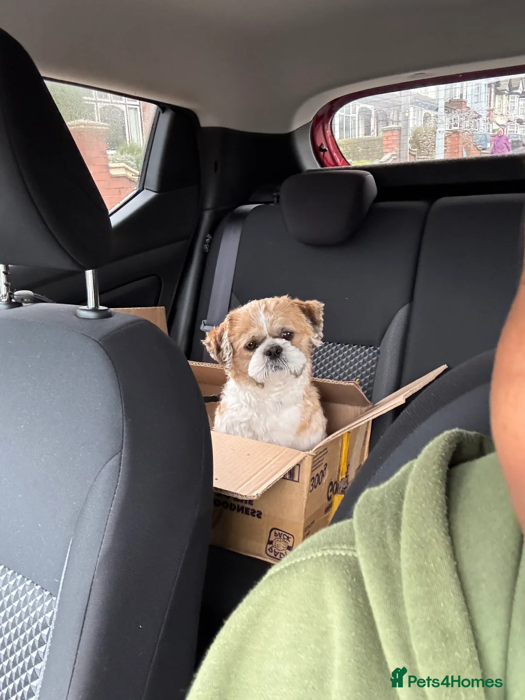 Shih Tzu dogs for sale: Shih tzu for sale  - Advert 1