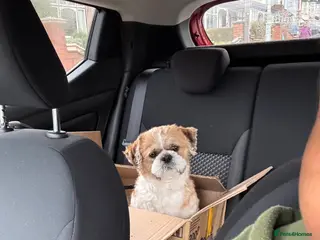 Shih Tzu dogs Shih tzu for sale - Advert 8