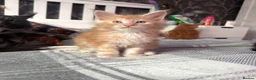 Maine Coon cats for sale: BEAUTIFUL MAINE COON KITTENS LOOKING FOR NEW HOME - Advert 22