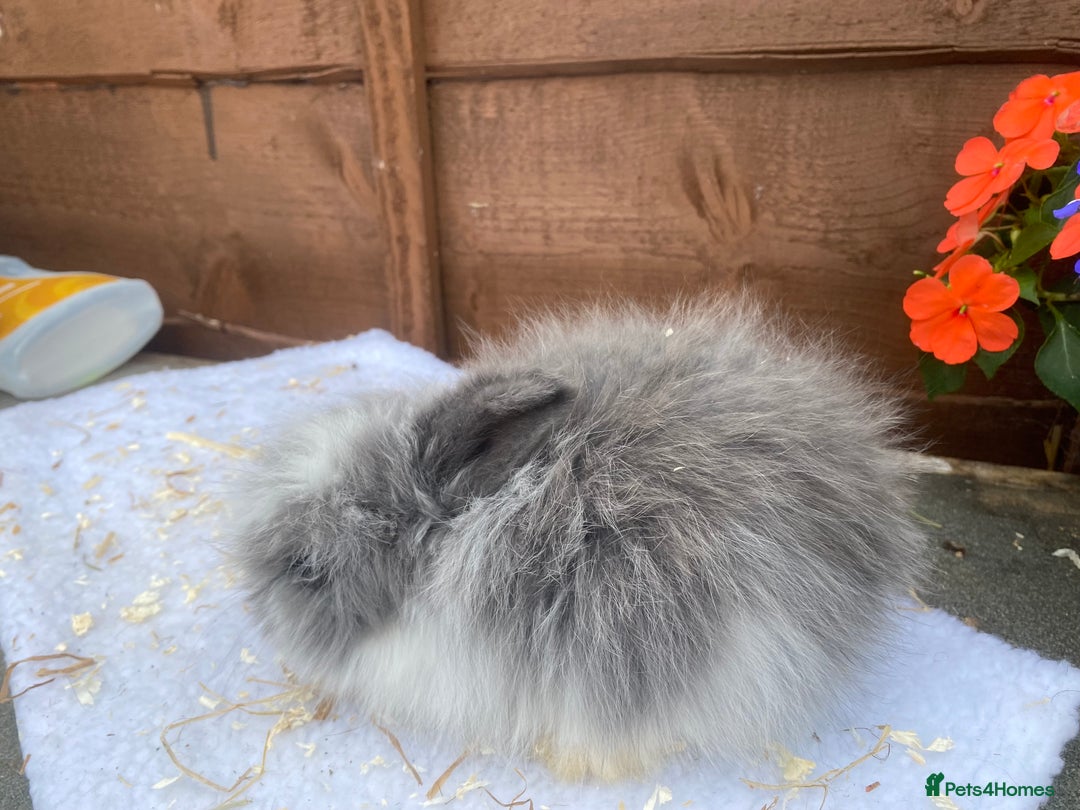 Lionhead rabbits for sale: Gorgeous Teddy widders - Image 3