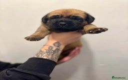 Mixed Breed dogs for sale: Puppies  - Image 18