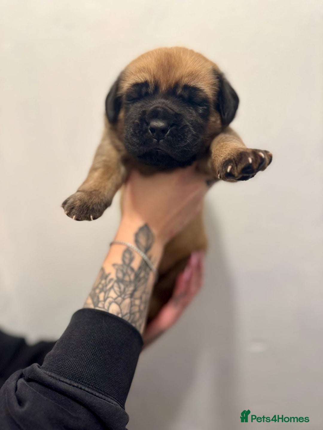 Mixed Breed dogs for sale: Puppies  - Image 18