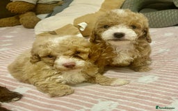 Maltipoo dogs for sale: Tiny tea cup maltipoo - Image 1