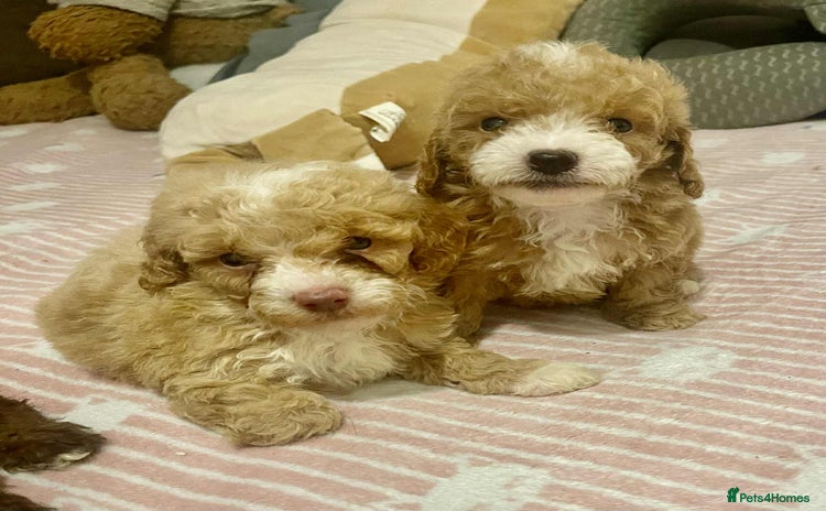 Maltipoo dogs - Advert 1