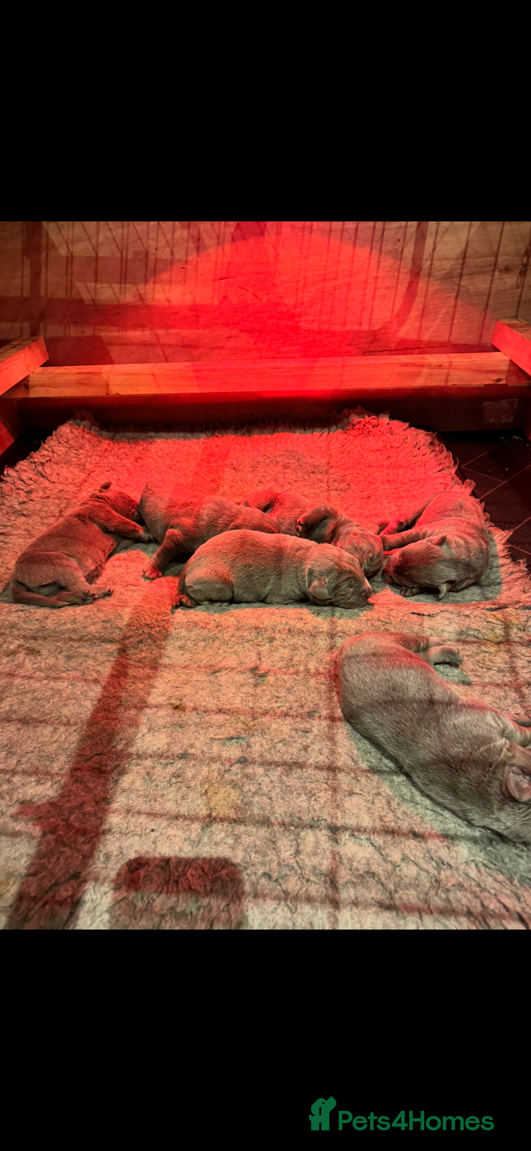 Labrador Retriever dogs for sale: STUNNING SILVER LABRADOR PUPS - Advert 3