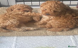Toy Poodle dogs for sale: Male toy poodles - Image 1