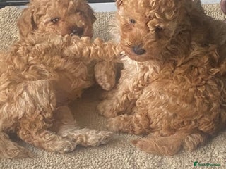 Toy Poodle dogs - Advert 3