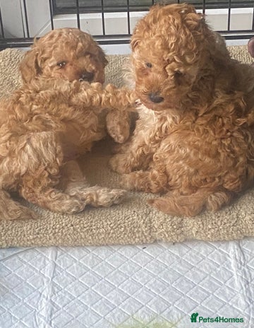 Toy Poodle dogs - Advert 5