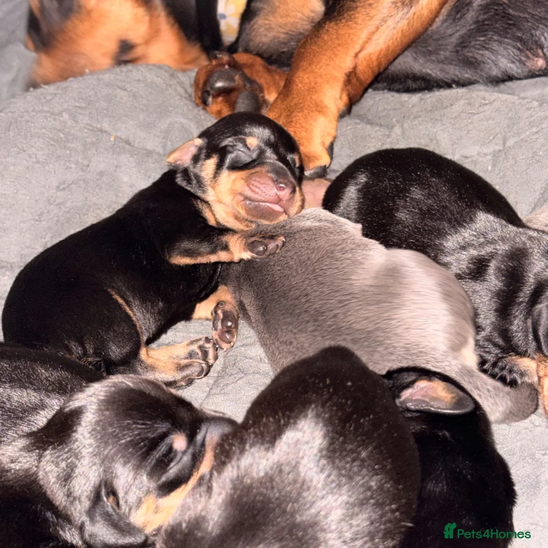Dachshund dogs for sale: Dachshunds for sale  - Advert 2