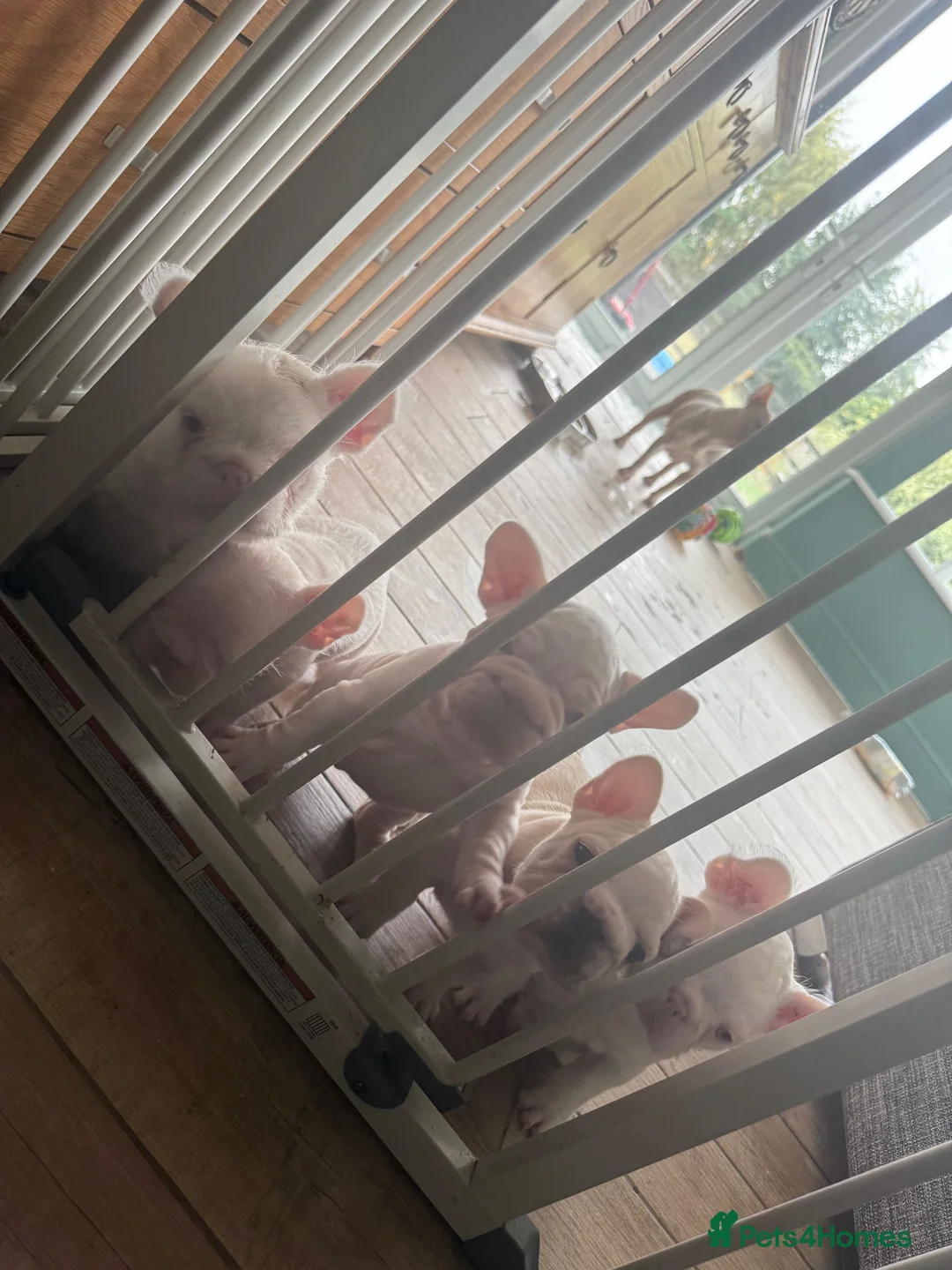 French Bulldog dogs for sale: French bulldog puppies- Ready to leave  in York - Advert 2