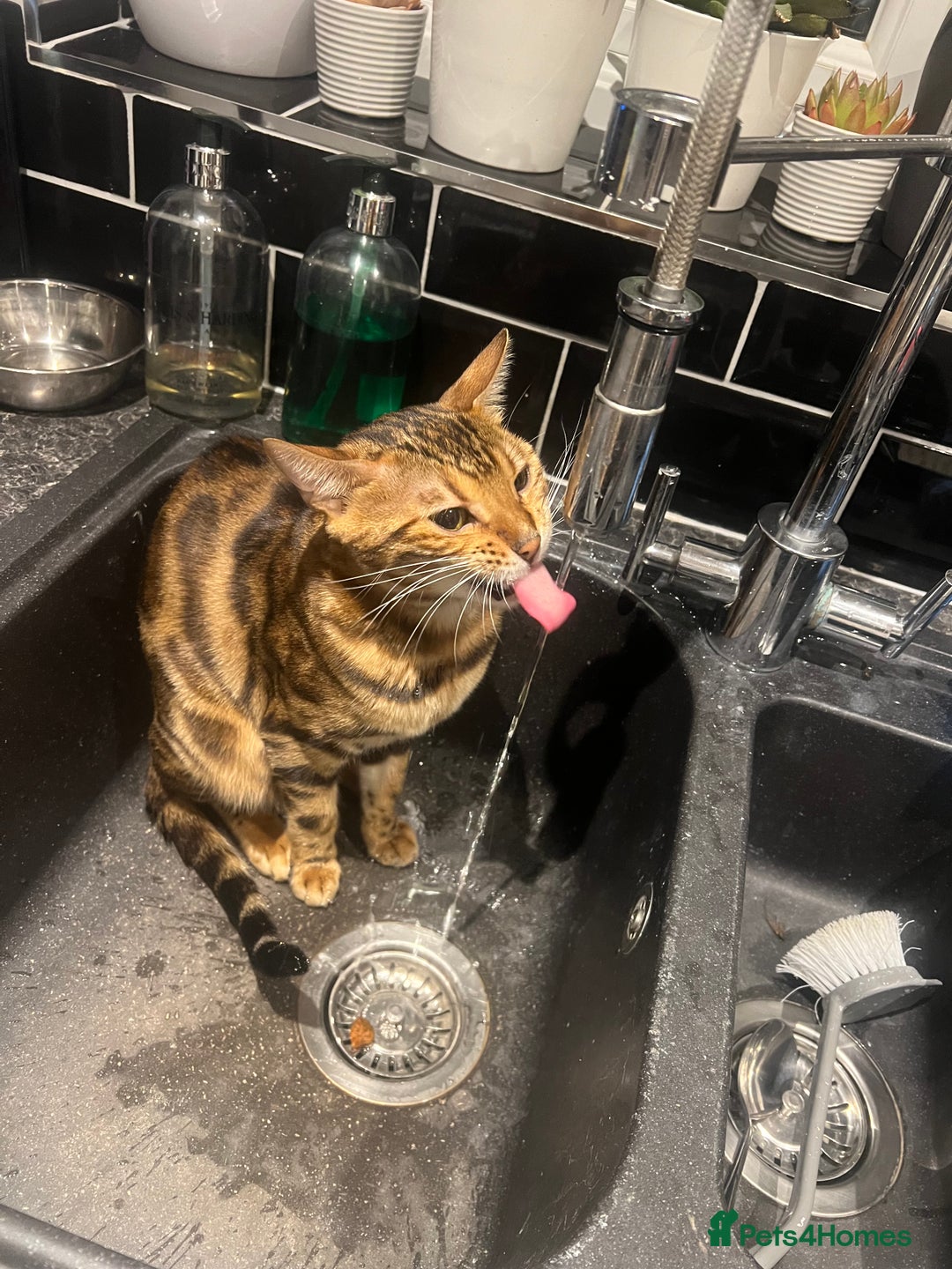 Bengal cats for sale: Indoor Female Bengal (Queen) –Spayed/Vaccinated - Advert 8