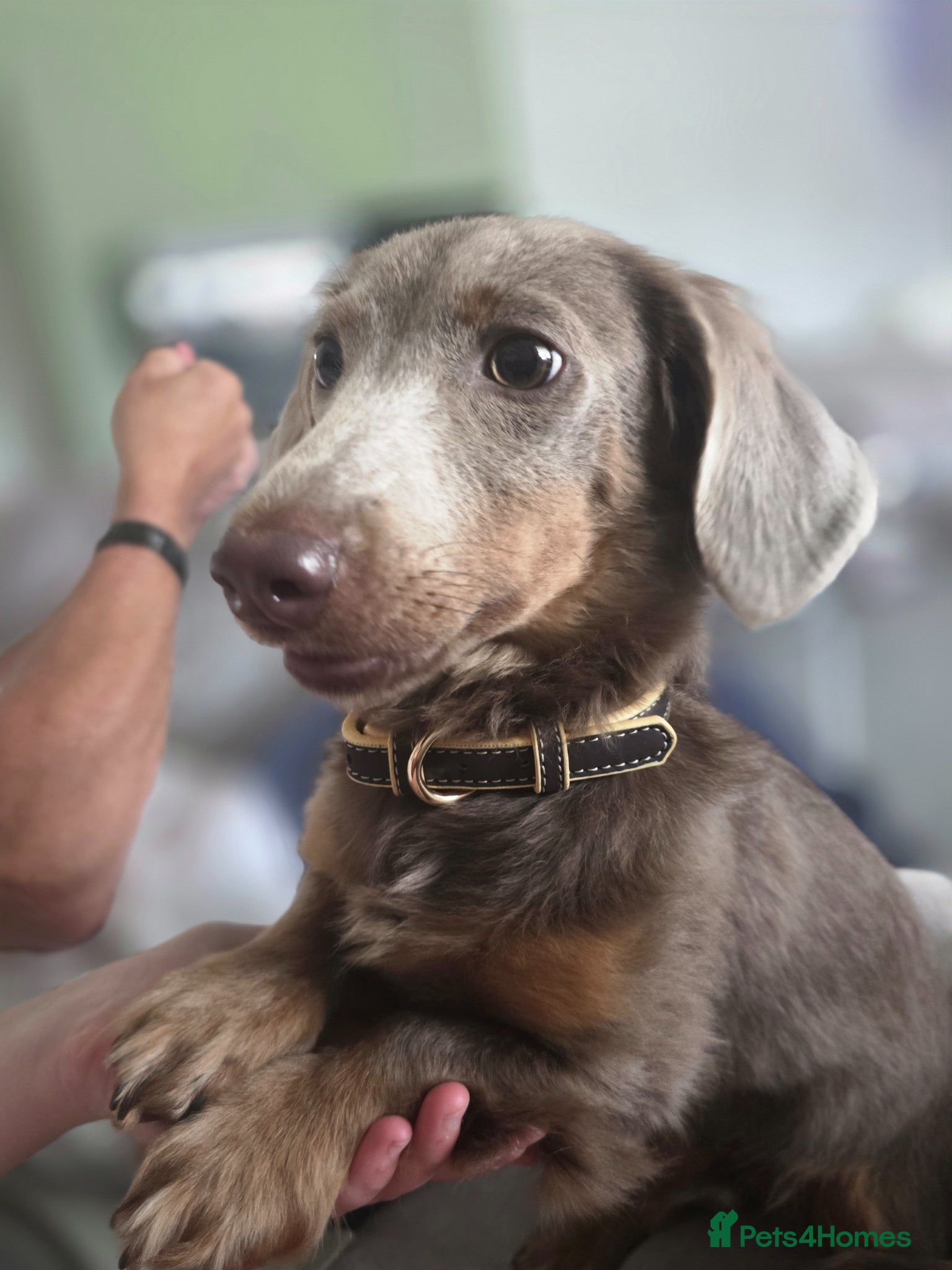 Miniature Dachshund dogs for sale: Mr Marley  in Glasgow - Advert 4
