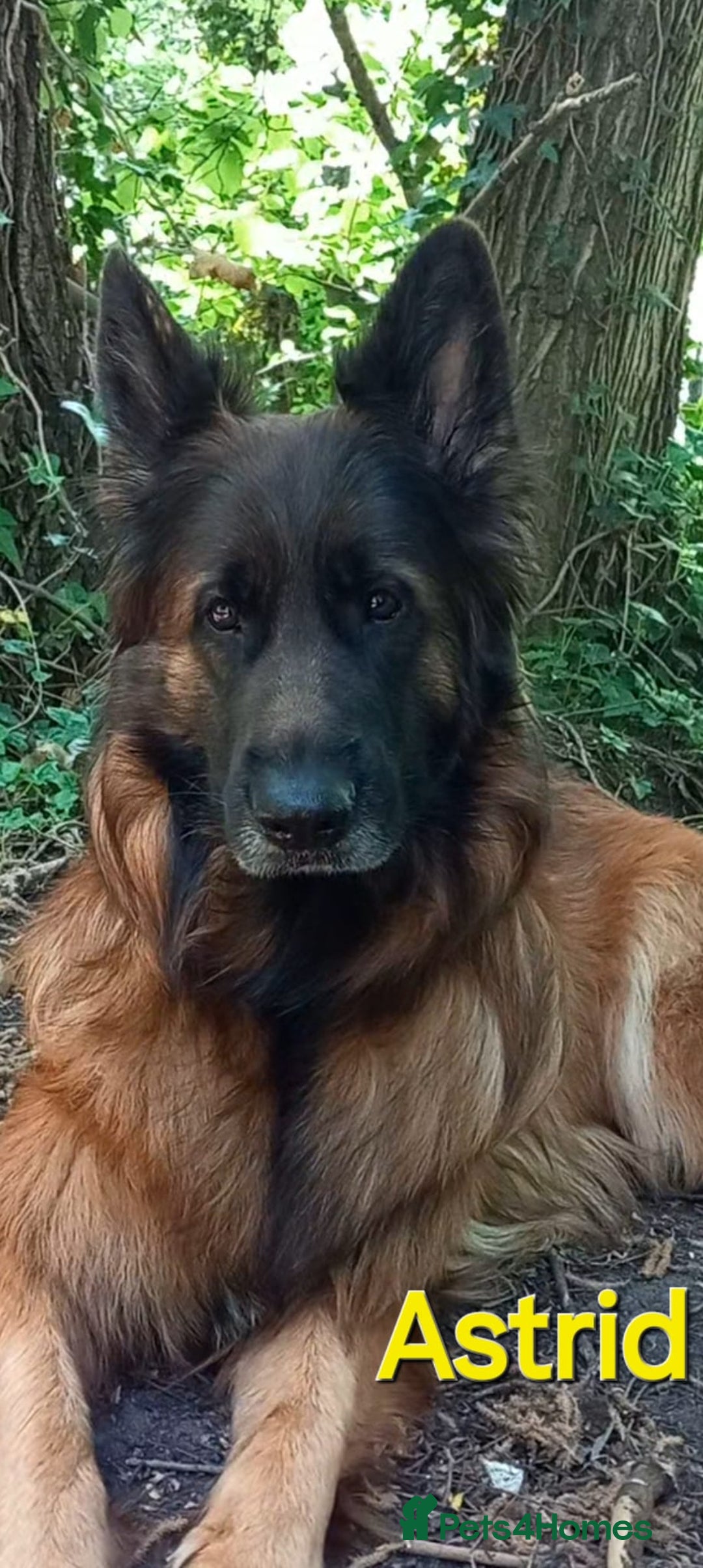 German Shepherd dogs for sale: Excellent Long-Haired German Shepherd Puppies. KC. - Image 29