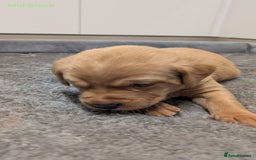 Labrador Retriever dogs for sale: Gorgeous Yellow Labrador Puppies - Image 27