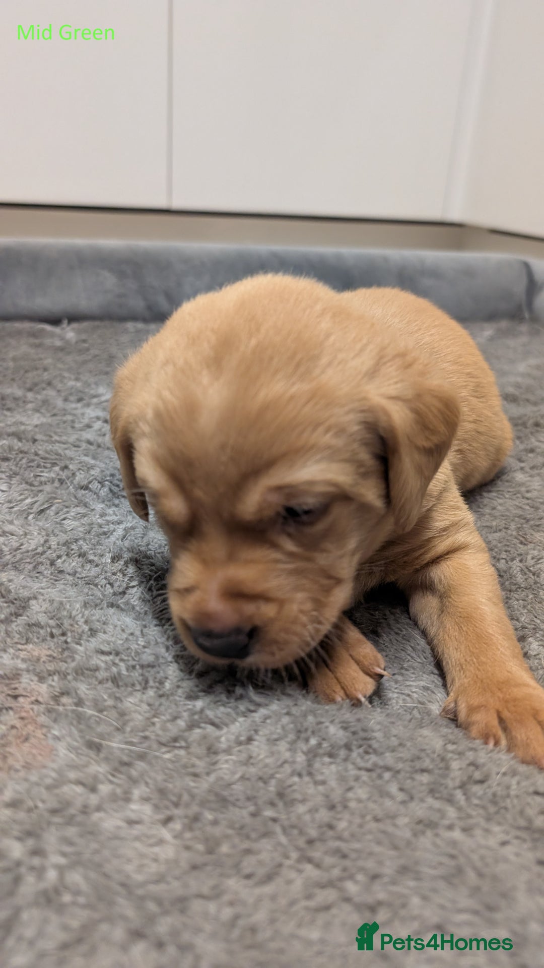 Labrador Retriever dogs for sale: Gorgeous Yellow Labrador Puppies - Image 27
