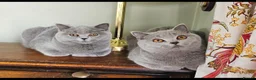 British Shorthair cats for sale: Beautiful adorable BSH blue kittens - Advert 5