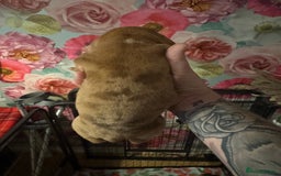 American Bully dogs for sale: American Bully Pups - Image 13