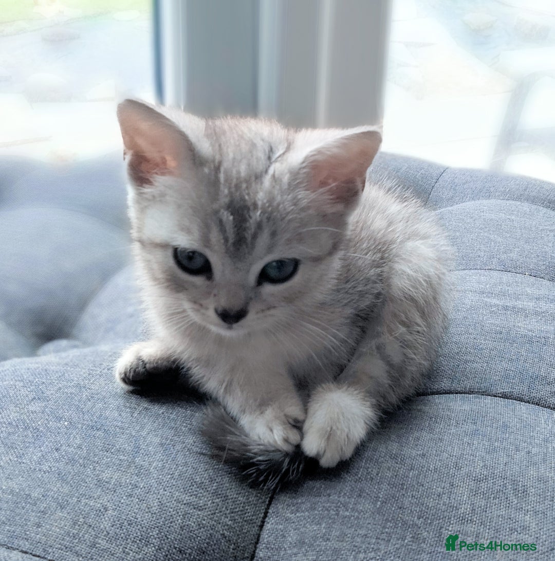 British Shorthair cats for sale: Now Ready to leave! Cute Little British Shorthair - Image 27