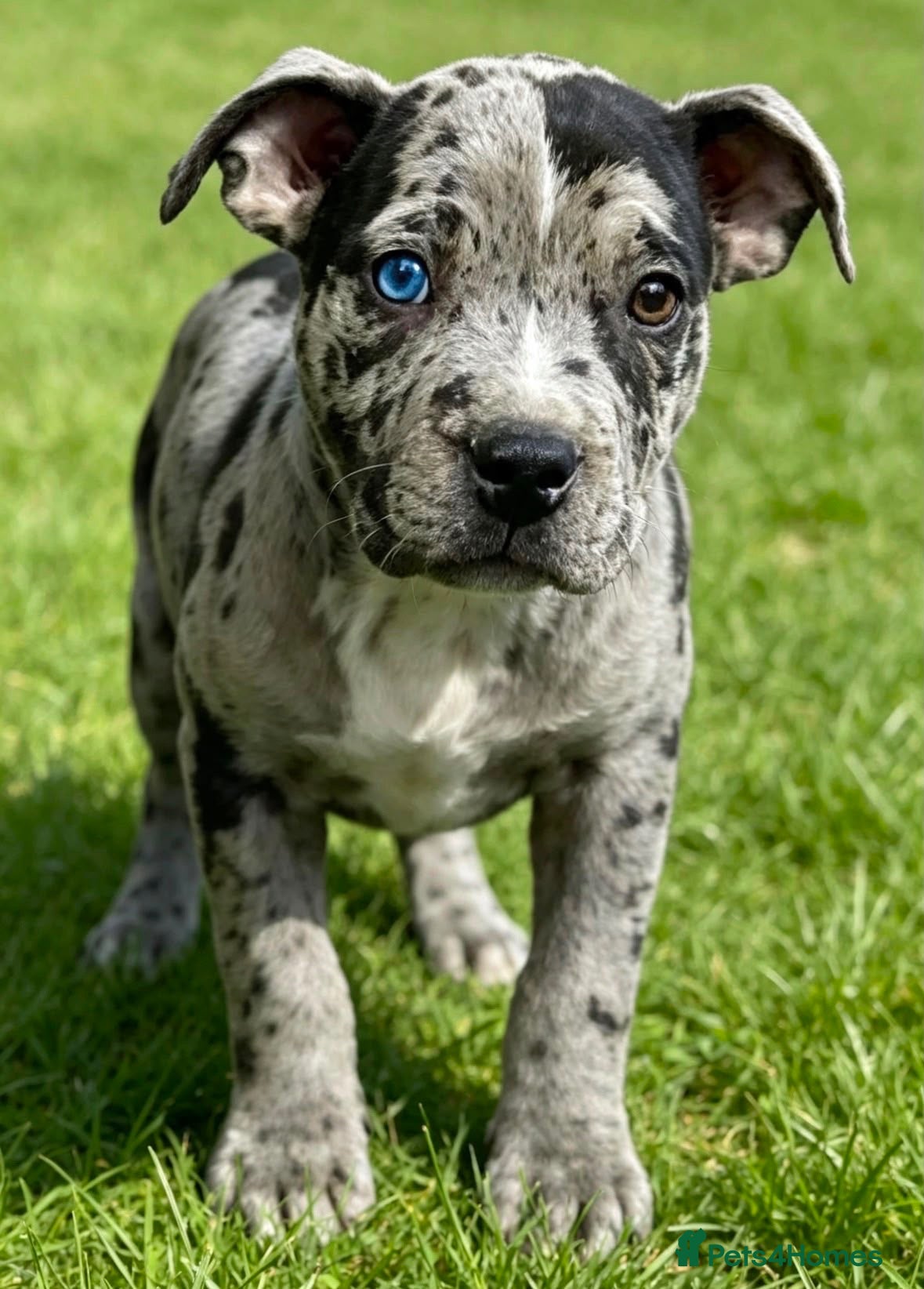 Staffordshire Bull Terrier dogs Adorable very rare Merle staff puppies  - Advert 6