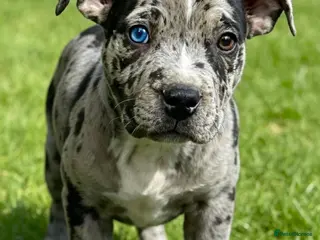 Staffordshire Bull Terrier dogs Adorable very rare Merle staff puppies - Advert 6