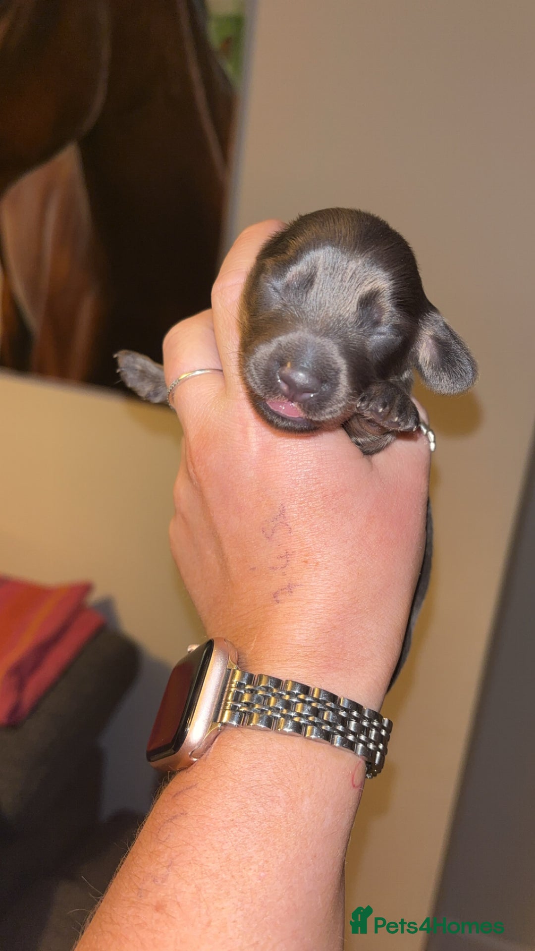 Miniature Dachshund dogs for sale: Stunning miniature dachshund puppies  - Image 14