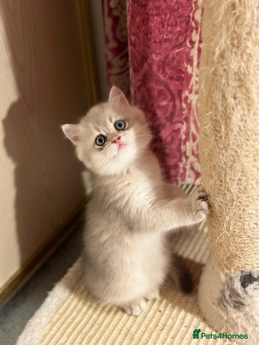 British Shorthair cats for sale: Two Blue Gold Boys  - Advert 20