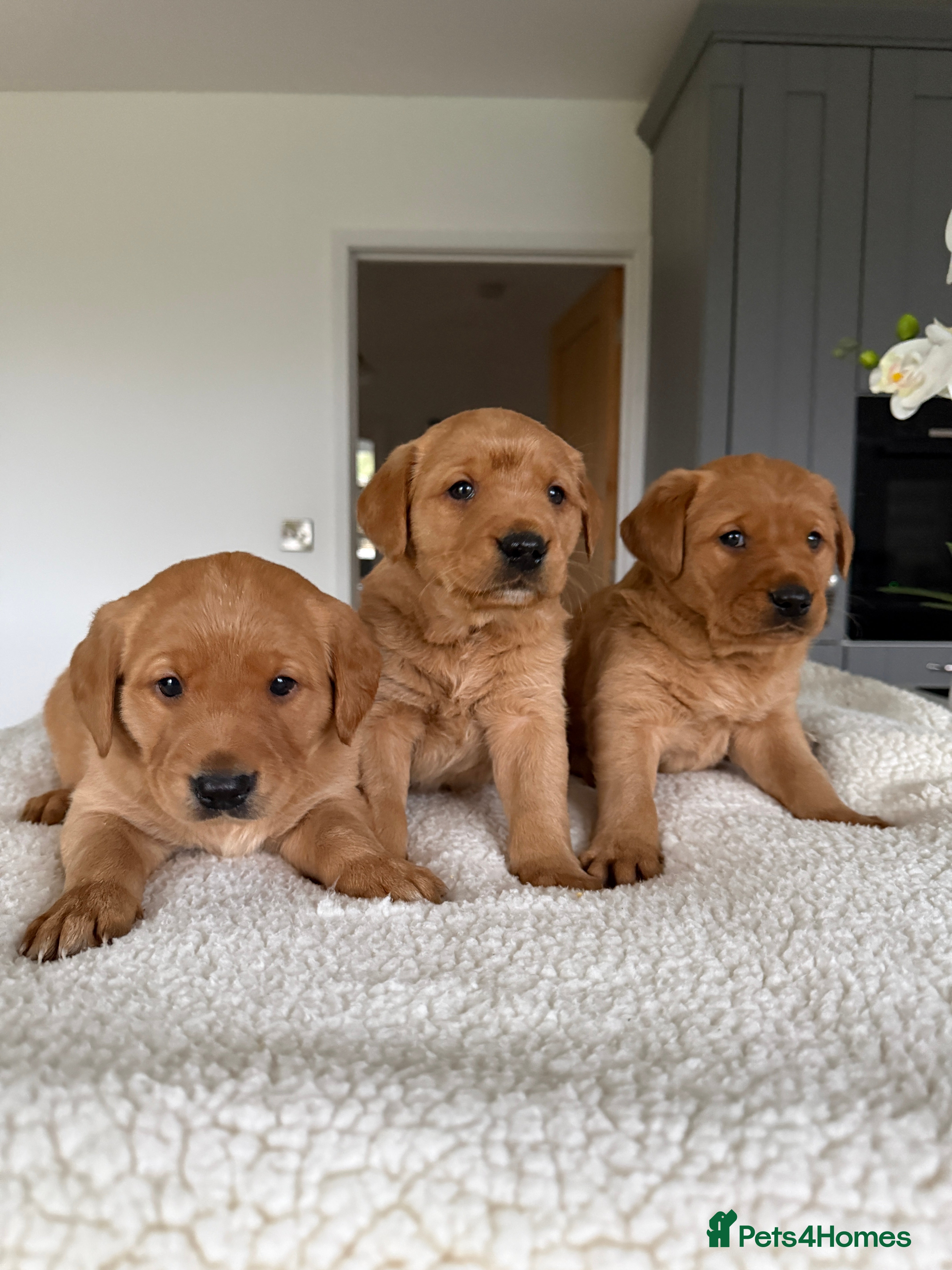 Goldador dogs Chunky dark red goldador puppies  - Advert 4