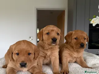 Goldador dogs Chunky dark red goldador puppies - Advert 4