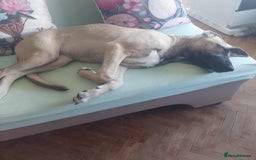 Anatolian Shepherd dogs for adoption: Dzana is 6 month Macedonian rescue pup  - Image 8