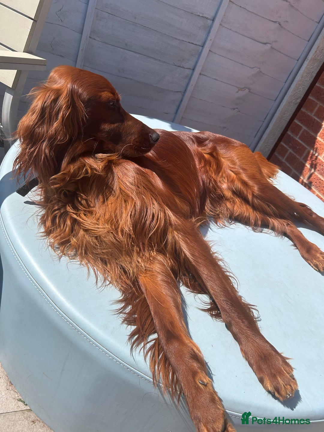 Irish Setter dogs for stud: Beautiful Irish Setter available for stud - Image 3