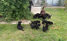 Labrador Retriever dogs for sale: Beautiful Labrador pups, Ready to go!  - Image 25