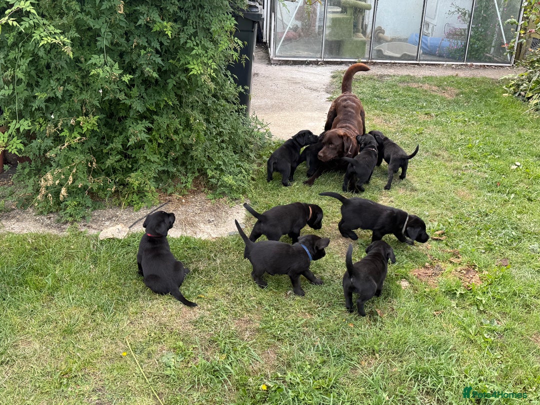Labrador Retriever dogs for sale: Beautiful Labrador pups, Ready to go!  - Image 25