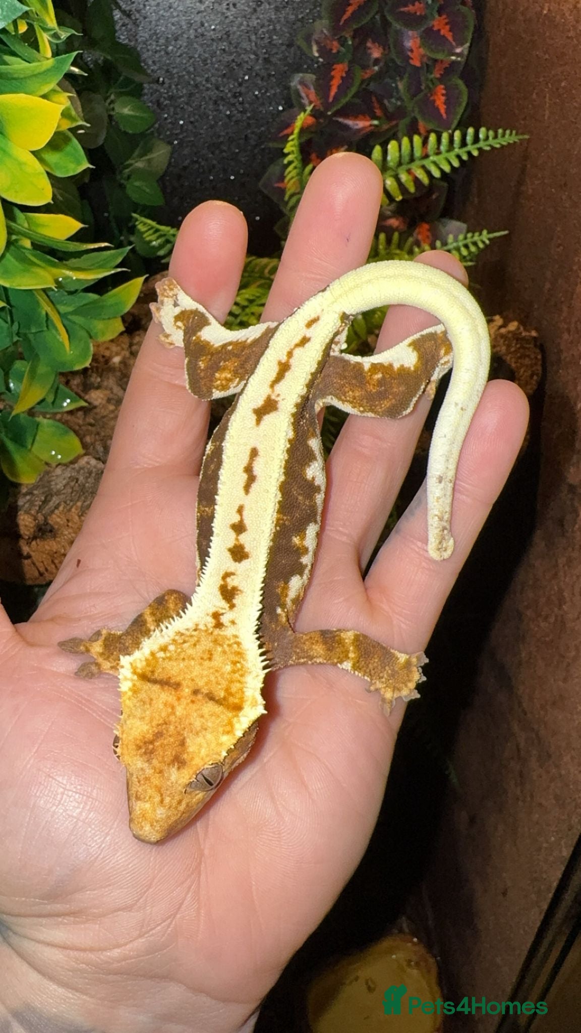 Gecko reptiles for sale: Female Lilly white with set up  - Advert 1
