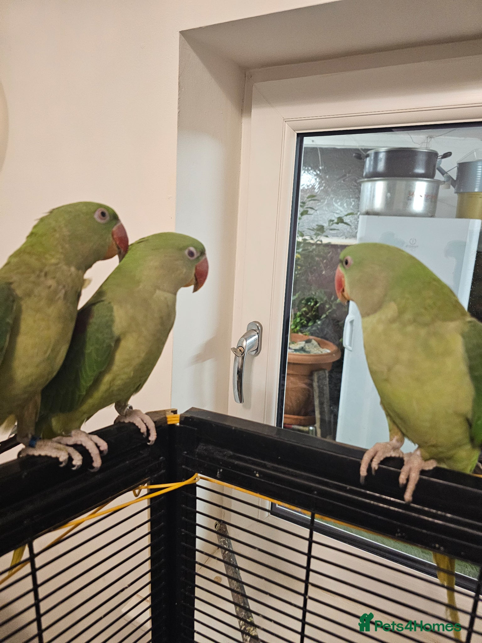 Parakeets birds Alexandrine parakeet - Advert 7