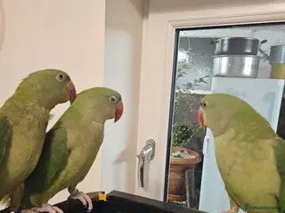 Parakeets birds Alexandrine parakeet - Advert 7