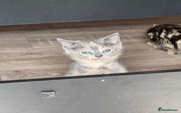 British Shorthair cats for sale: 5 adorable kittens  - Image 4