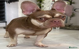 French Bulldog dogs for sale: QUALITY FRENCH BULLDOG PUPPIES - Advert 26