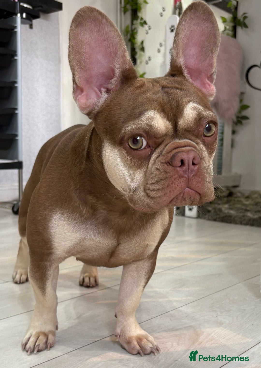 French Bulldog dogs for sale: QUALITY FRENCH BULLDOG PUPPIES - Advert 26