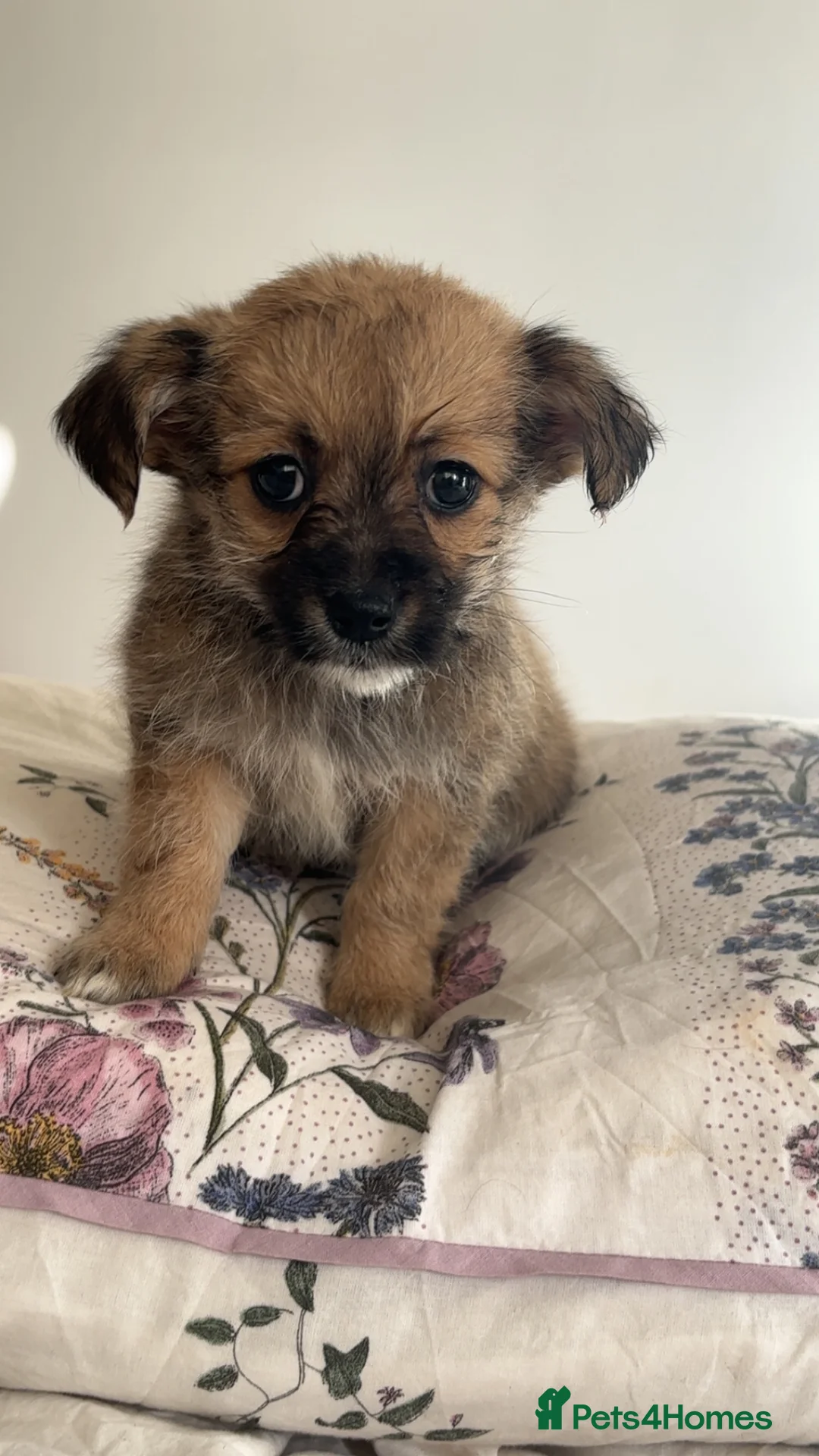 Shihpoo dogs for sale: Beautiful shihpoos  - Advert 8