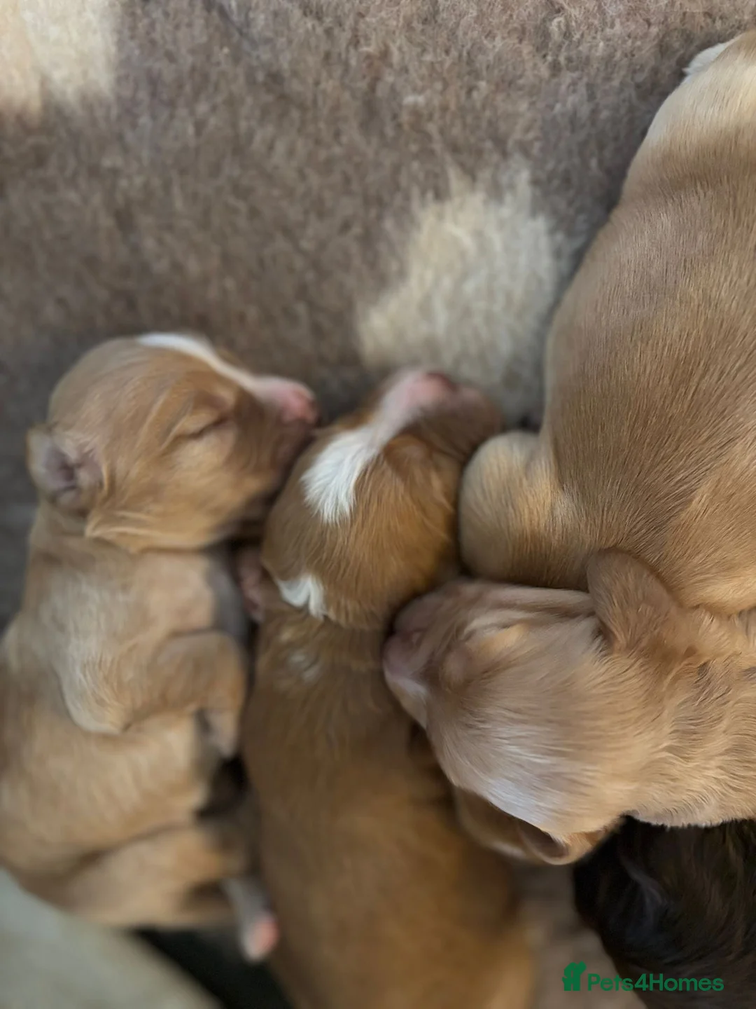 Sprocker dogs for sale: 🍯 stunning litter of sprocker pups 🍯 - Advert 2