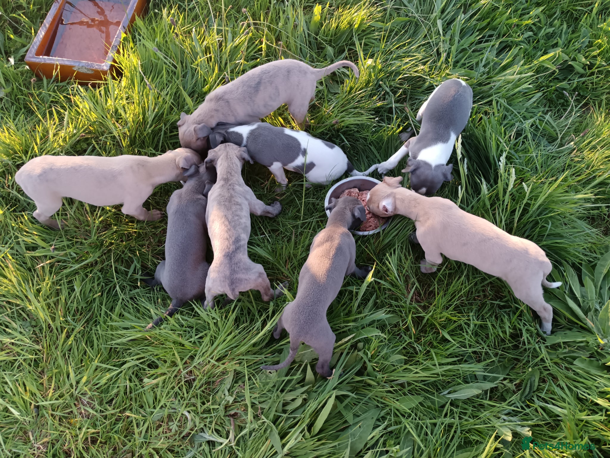 Whippet dogs 8 stunning puppies  - Advert 1