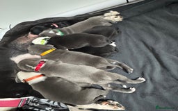 Staffordshire Bull Terrier dogs for sale: 9 chunky stuffy puppies - Image 4