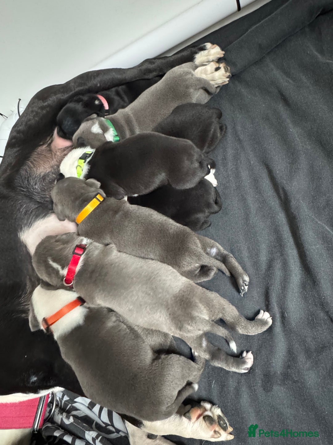 Staffordshire Bull Terrier dogs for sale: 9 chunky stuffy puppies - Image 4