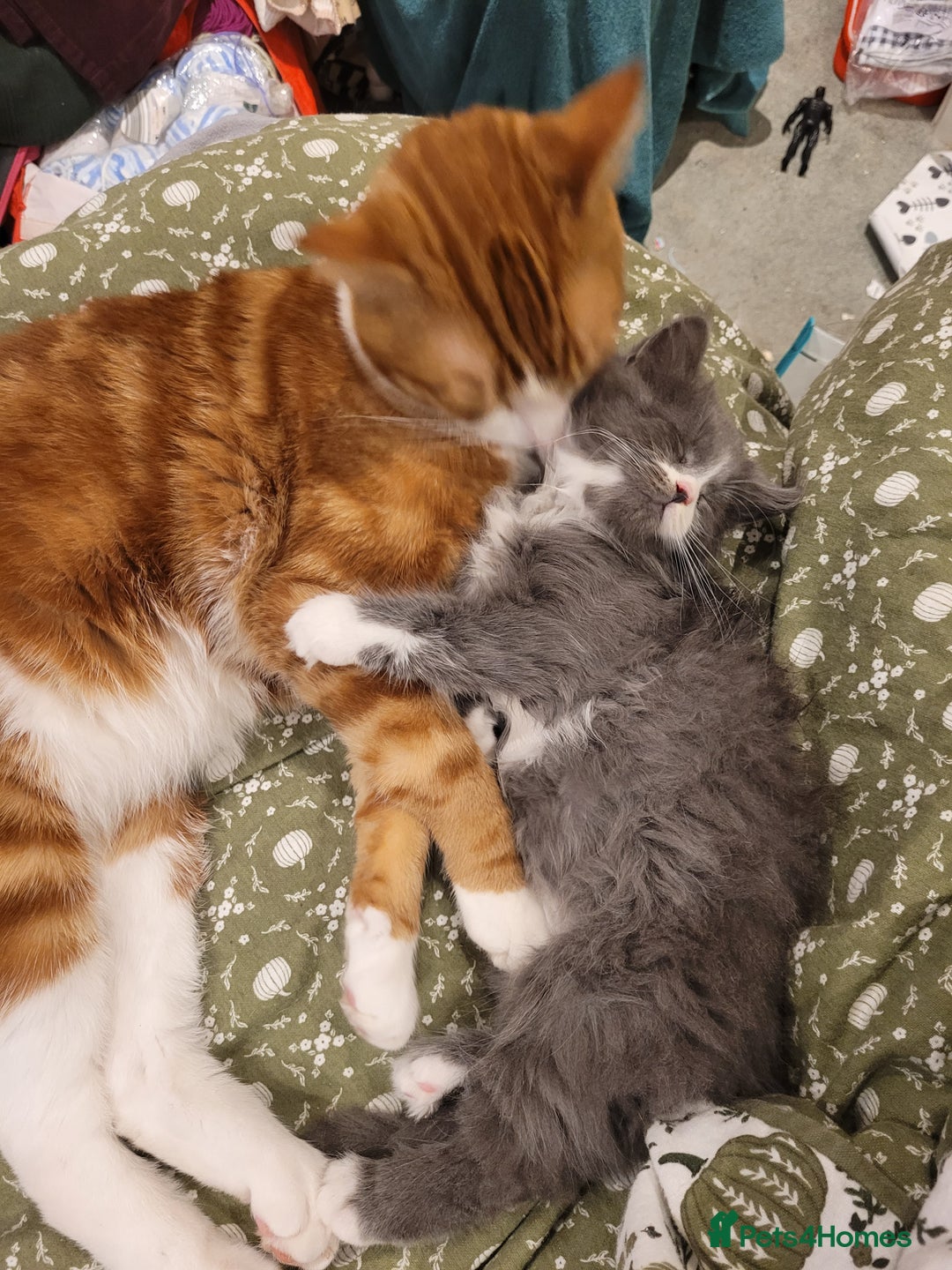 Maine Coon cats for sale: Maine coon X persian kittens  - Advert 3