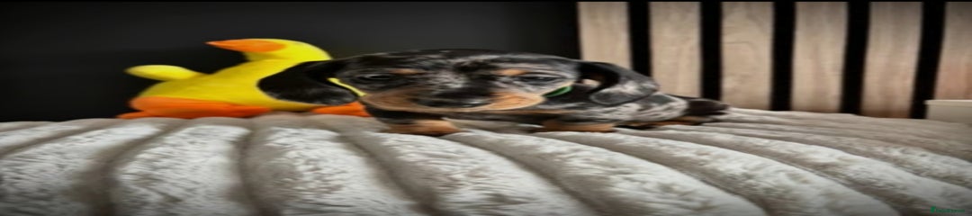 Miniature Dachshund Puppy 2