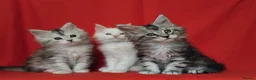 Maine Coon cats for sale: Pure Maine Coons Kittens For Sale - Advert 19